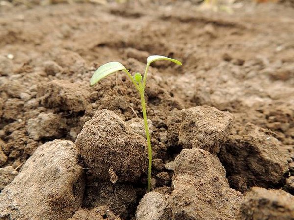 Les avantages de la plantation d'annuelles dans votre jardin