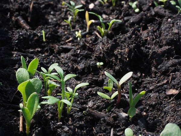 Récolter les bénéfices des semis biologiques