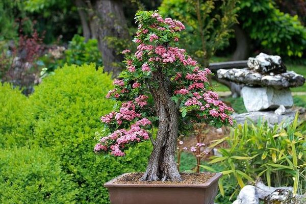 Comment prendre soin de votre arbre Bonsaï ?