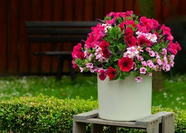 Découvrez les fleurs les plus populaires pour les jardins d'été