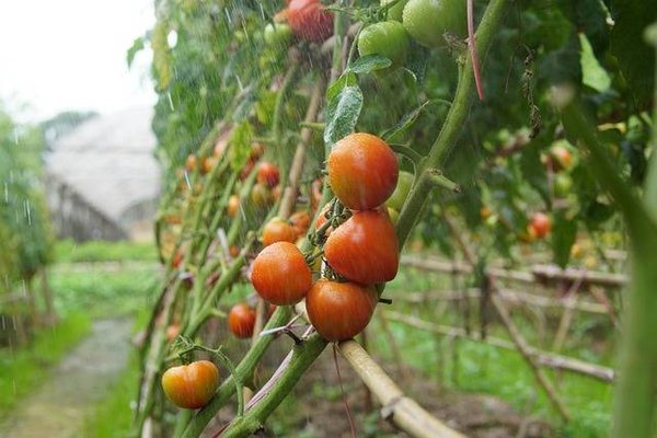 Le monde des légumes héritiers : Caractéristiques, conseils de culture et variétés populaires